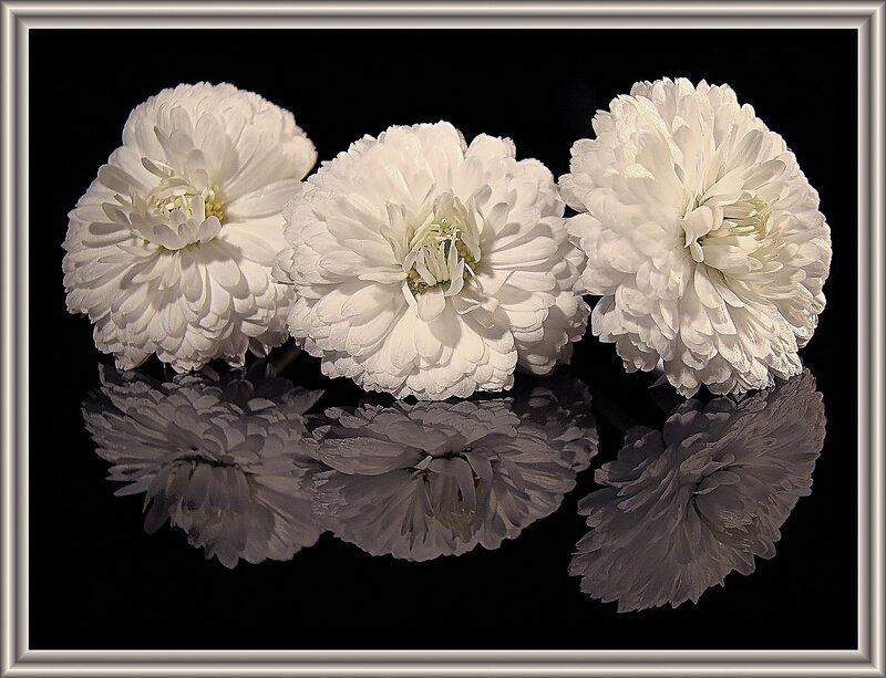 Three white chrysanthemums
