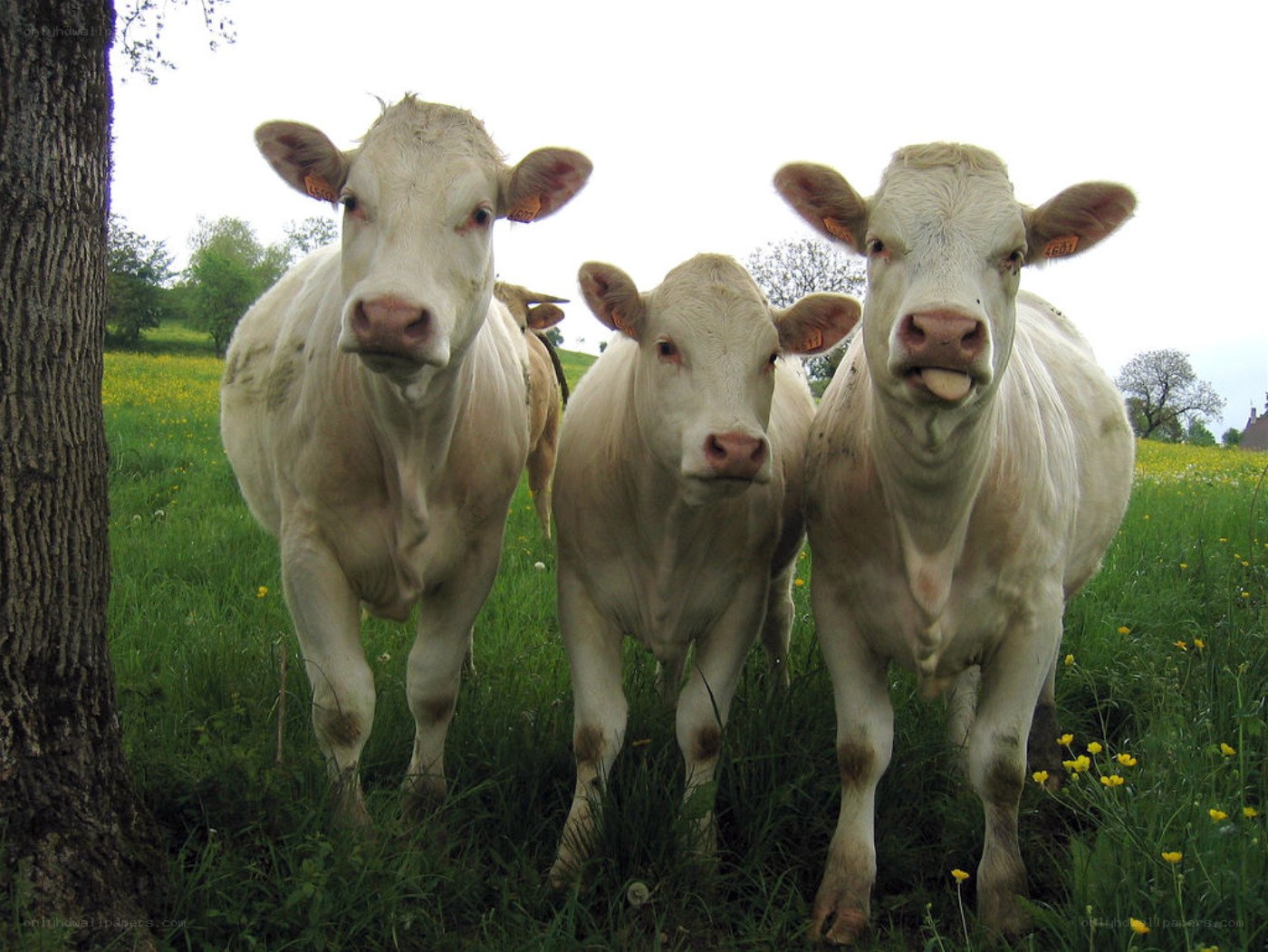 Three white cows in a field