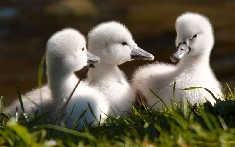 Three White Cygnets — Serene