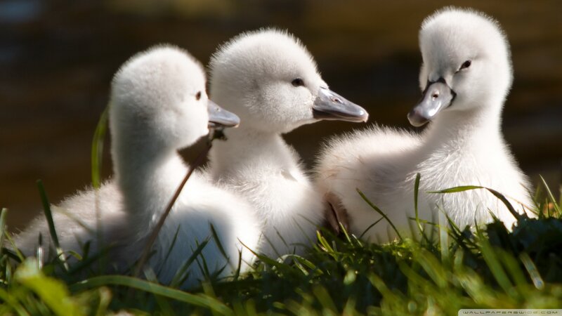 Three White Cygnets