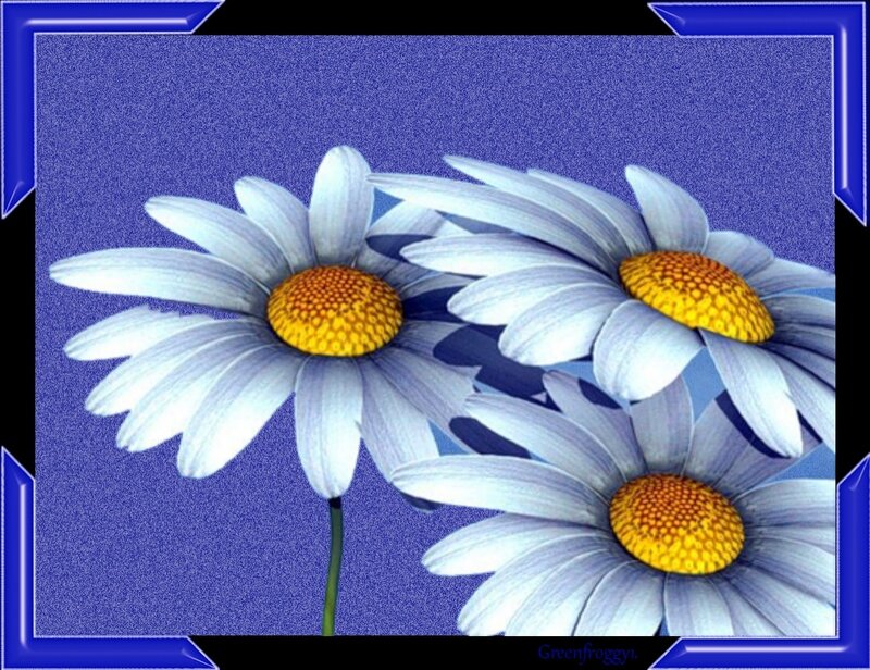 Three White Daisies — Calm