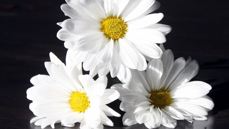 Three White Daisies — Dramatic