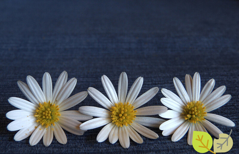 three white daisies on blue