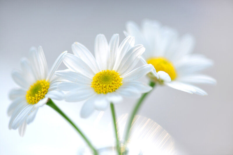 Three White Daisies — Serene