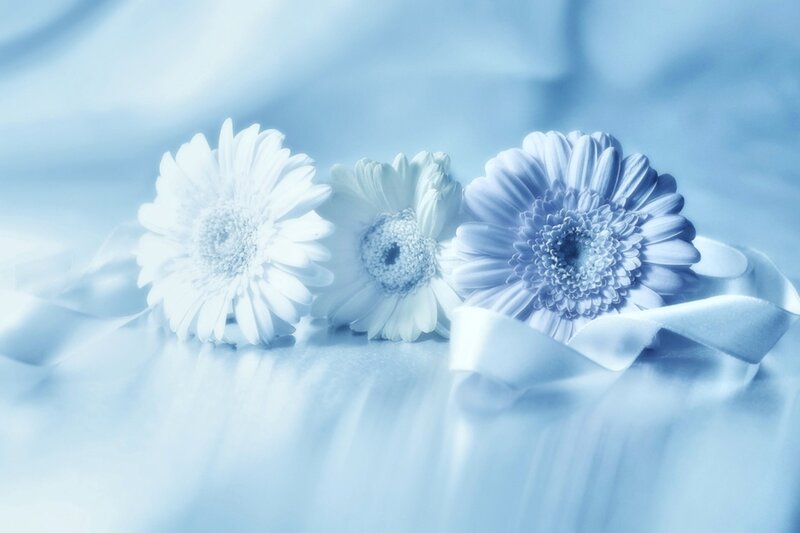 Three White Daisies