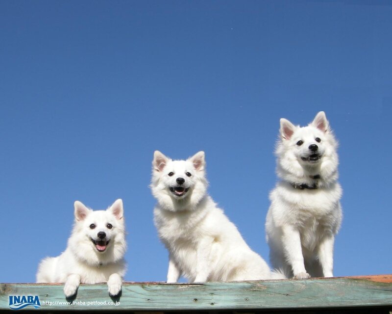 Three White Dogs — Calm