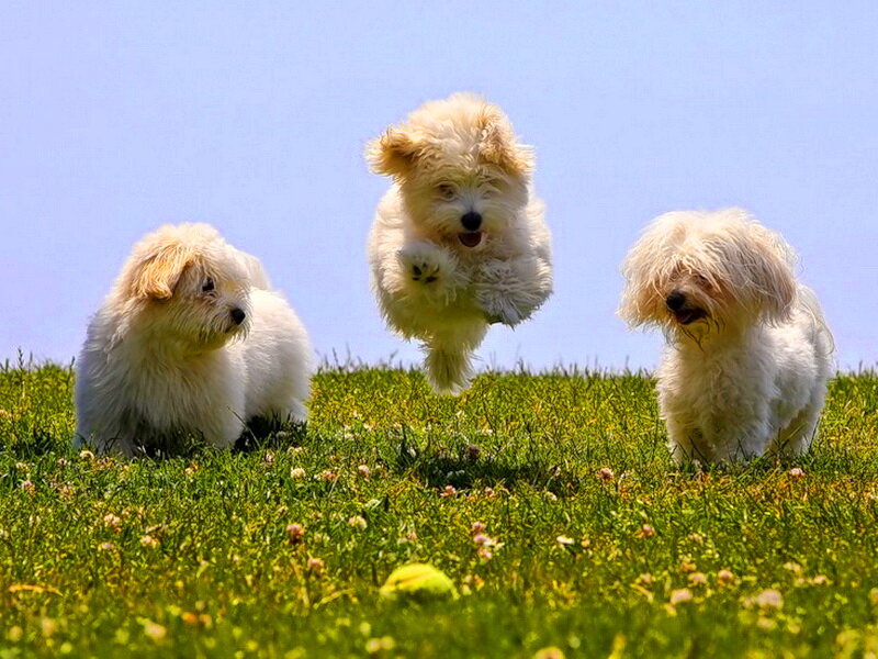 Three White Dogs in Field