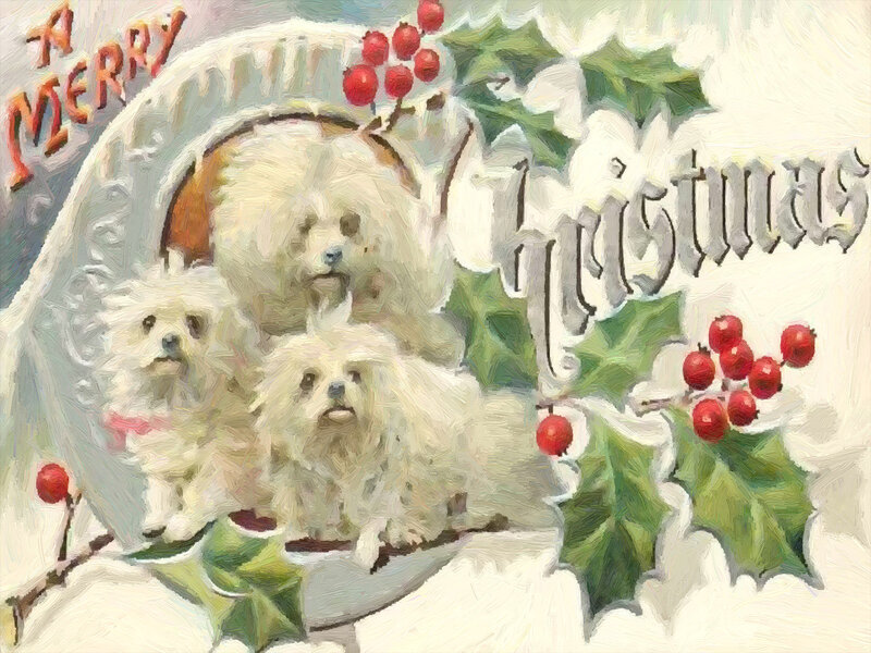 Three White Dogs in Snow