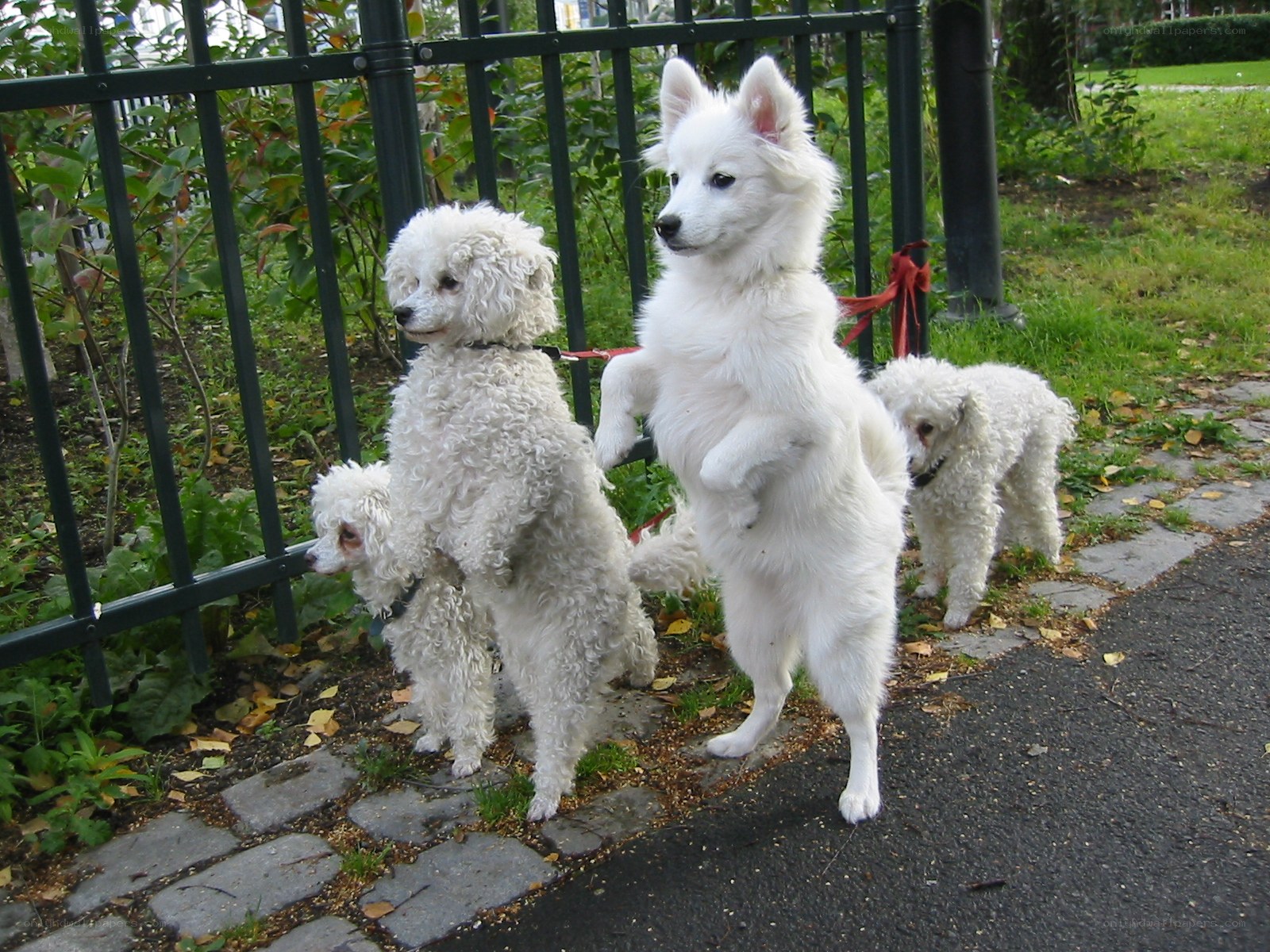 Three white dogs on a walk