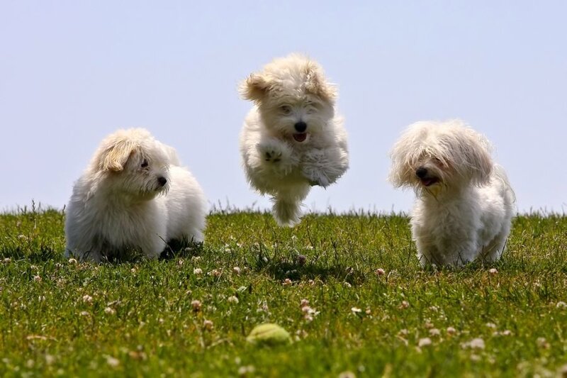 Three White Dogs on Grass