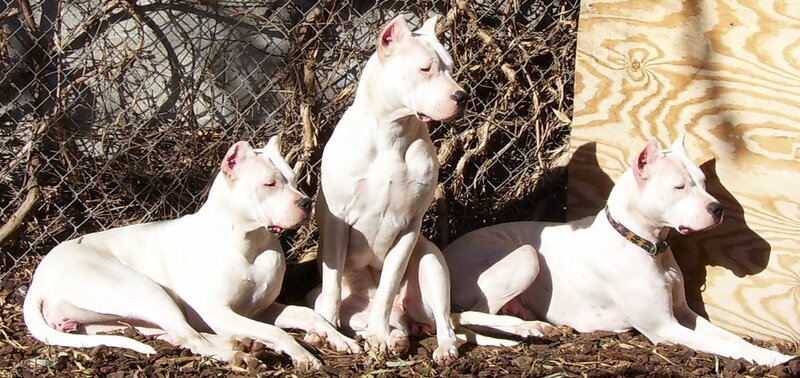 Three White Dogs