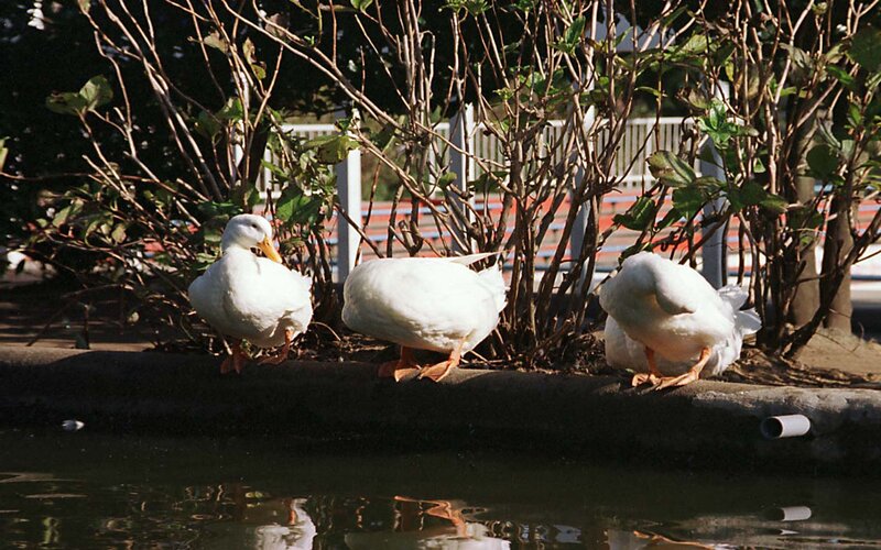 Three white ducks by a pond