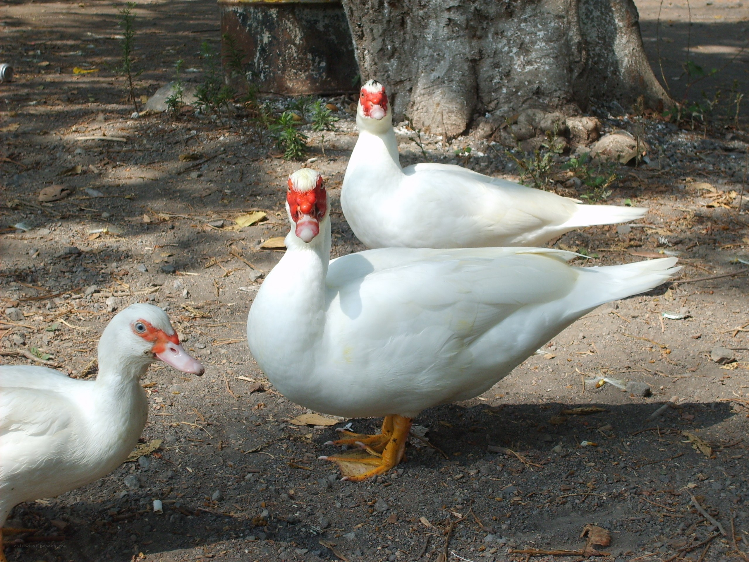 Three white ducks in a yard