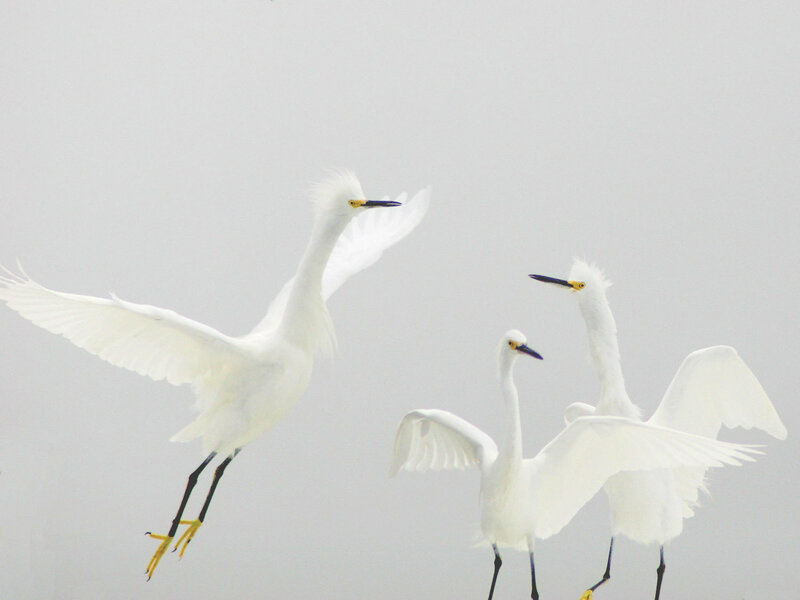 Three White Egrets