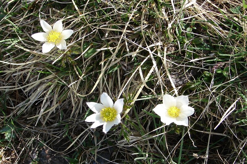 Three White Flowers — Calm