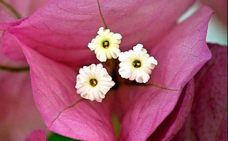 Three White Flowers — Magenta
