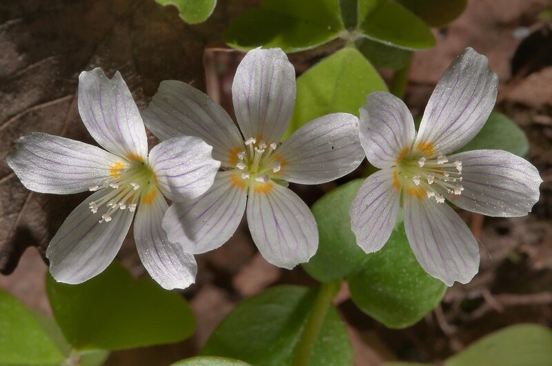 Three White Flowers — Natural