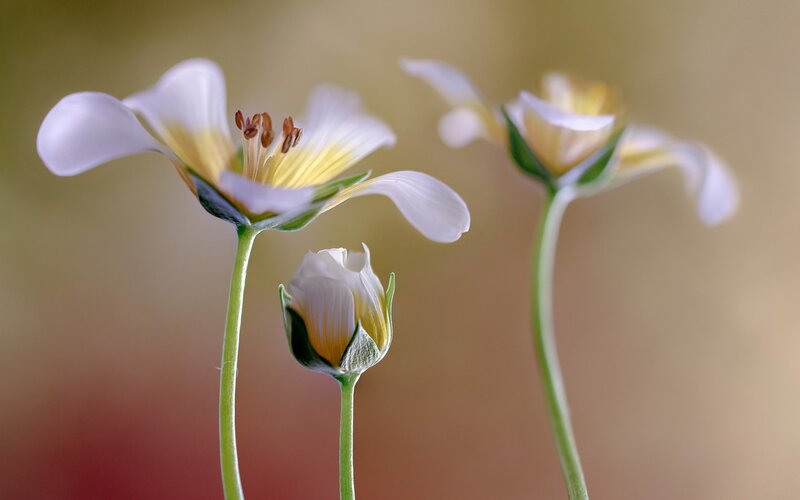 Three White Flowers — Serene, Photograph