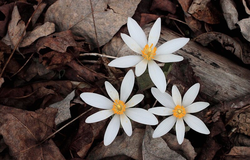 Three White Flowers — Serene, Spring