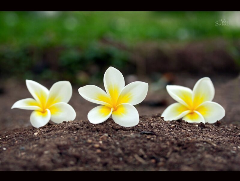 Three White Flowers — Serene