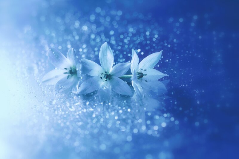 Three White Flowers