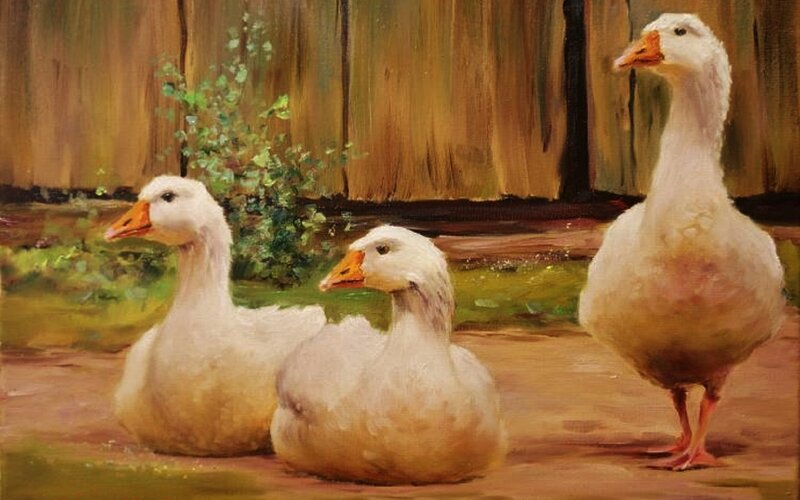 Three White Geese — Calm