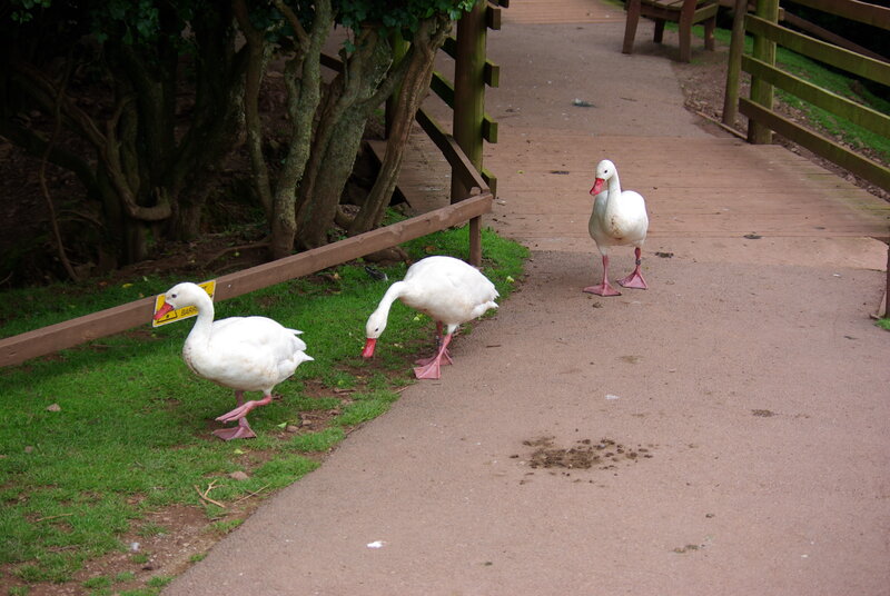 Three White Geese