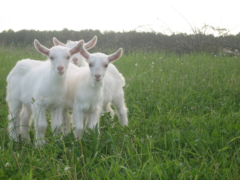 Three White Goat Kids