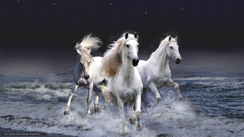 Three White Horses — Dramatic, Night, Photograph
