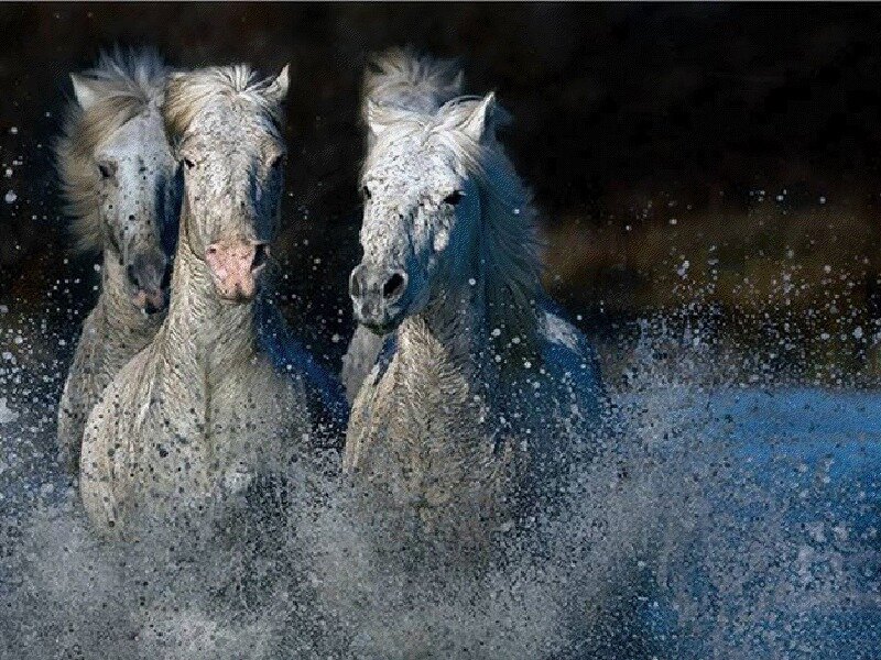 Three White Horses — Dynamic