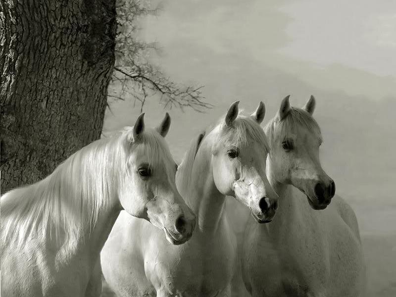 Three White Horses — Gray