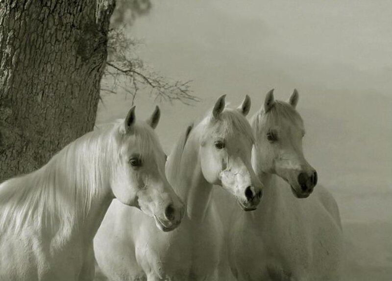 Three white horses in a field