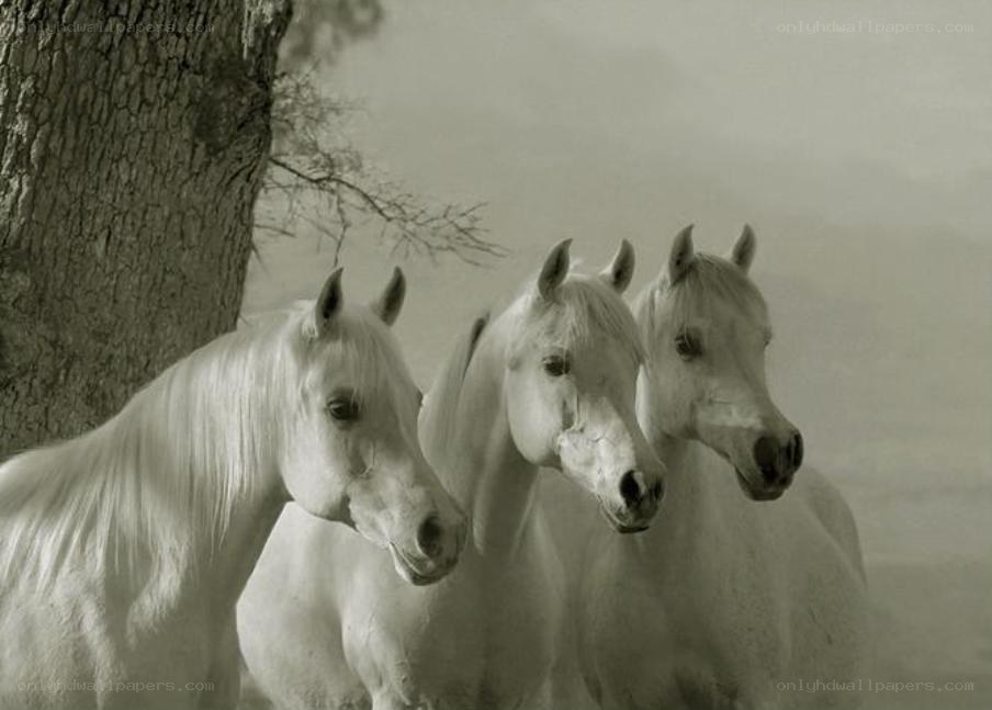 Three white horses in a field