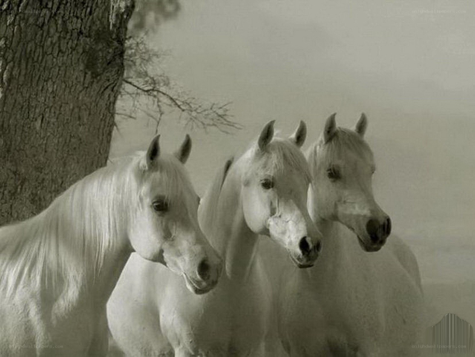 three white horses in a row