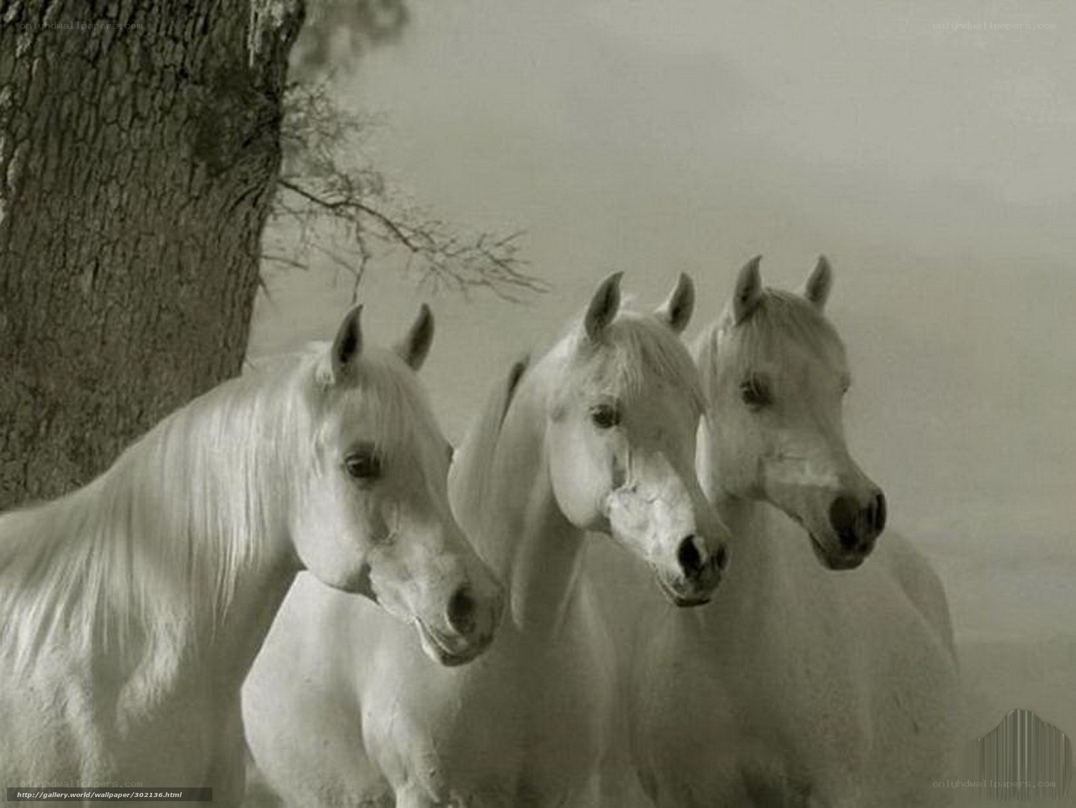 Three white horses in a row