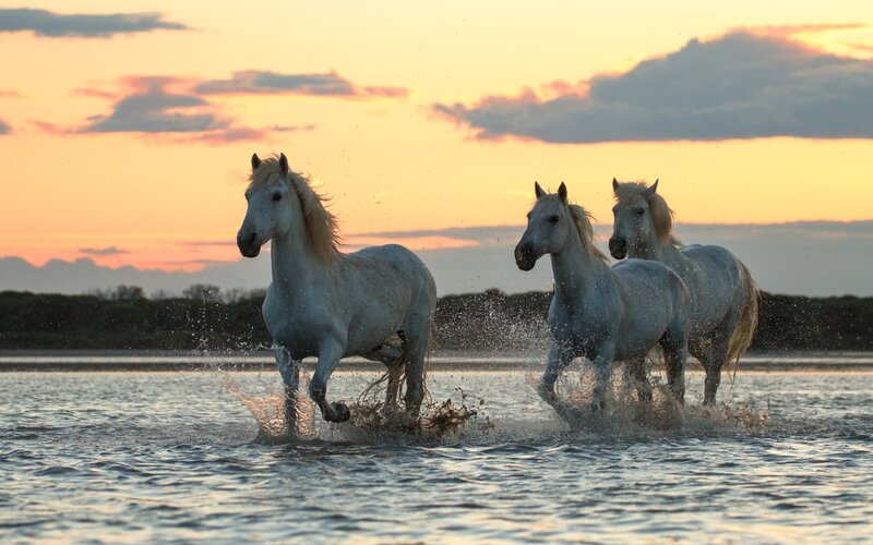 Three White Horses — Orange