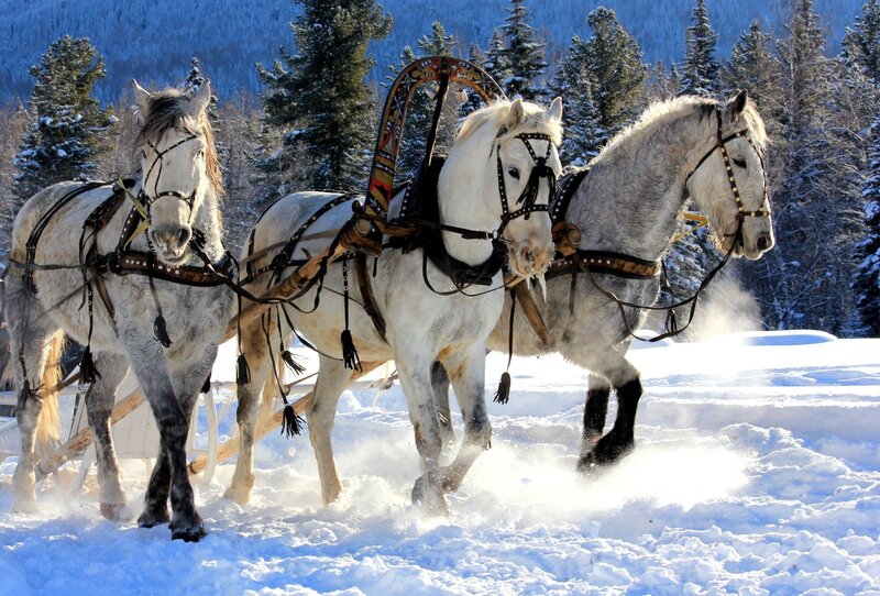 Three White Horses Pulling Sled — Active
