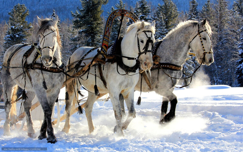 Three White Horses Pulling Sled — Dynamic, Winter