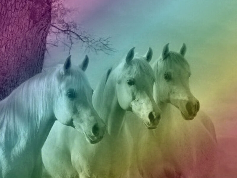 Three White Horses — Purple