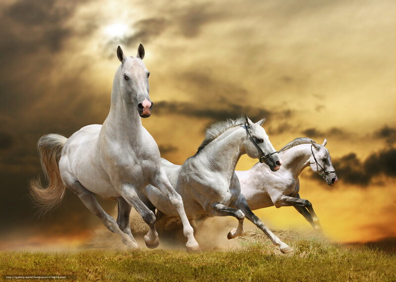 three white horses running