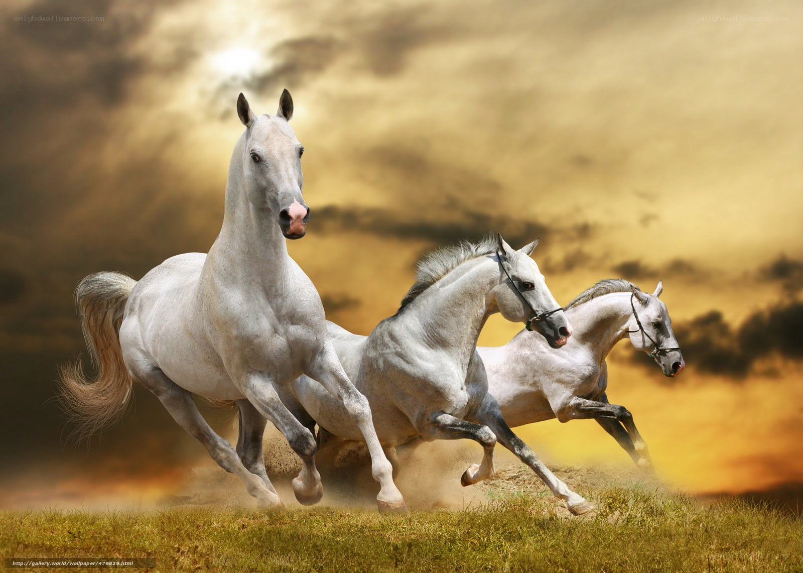 three white horses running