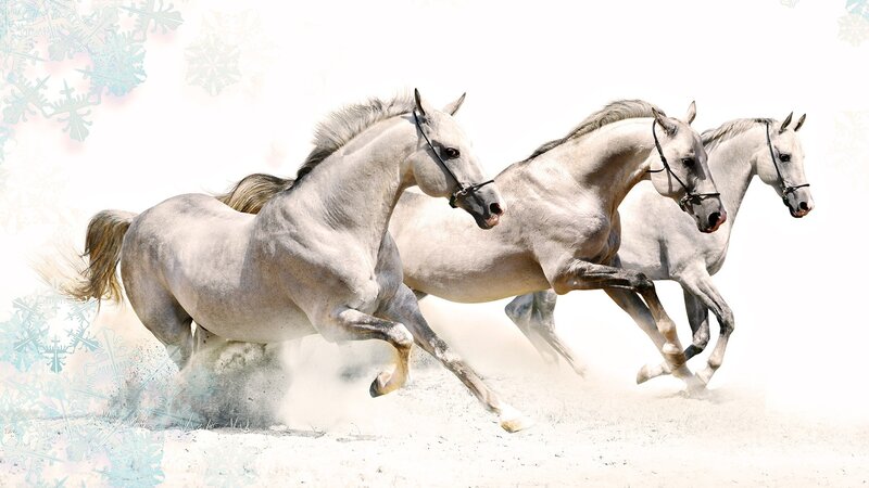three white horses running