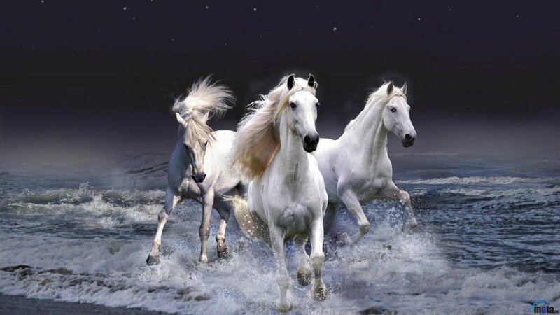 Three White Horses Running — Dramatic, Night, Photograph, Ocean