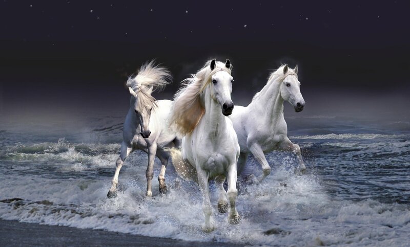 Three White Horses Running — Dramatic, Night, Photograph