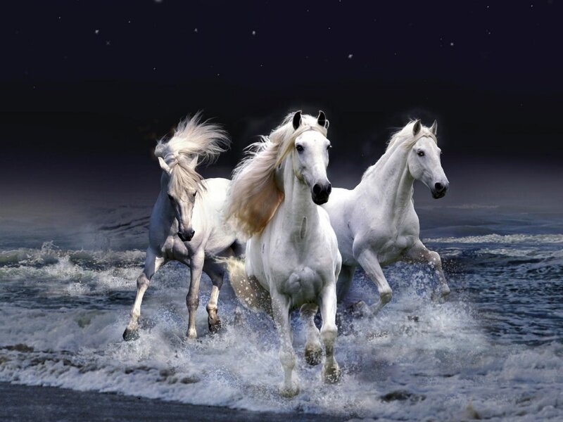 Three White Horses Running — Dramatic, Night