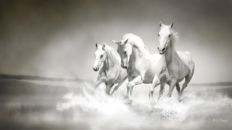 Three White Horses Running — Dramatic, Photograph