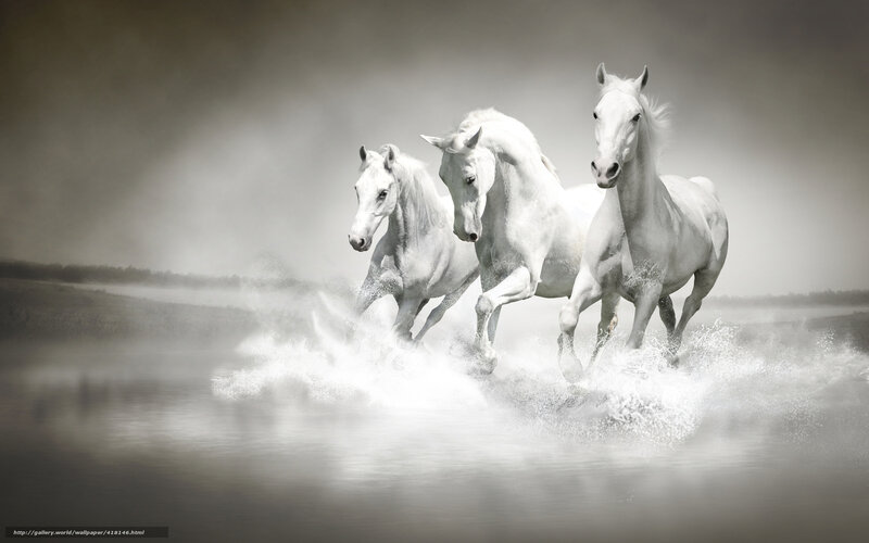 Three White Horses Running — Dramatic, Photograph, Water