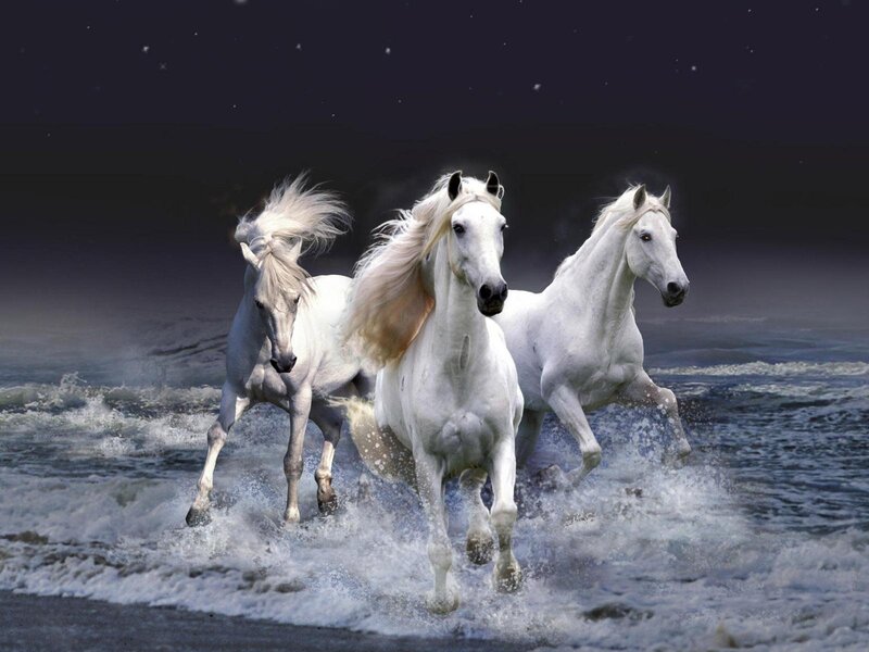 Three White Horses Running — Dramatic