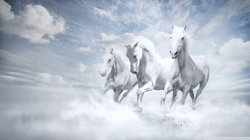 Three White Horses Running — Dynamic, Digital Art, Clouds, Birds, Water