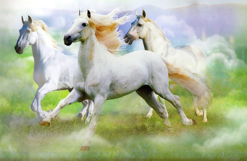 Three White Horses Running — Dynamic, Digital Art